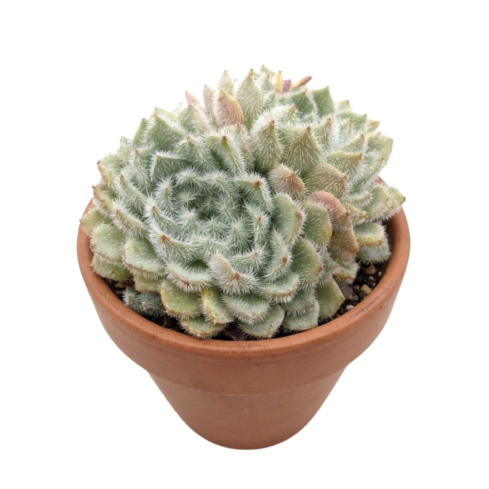 succulent var Echeveria setosa var. minor