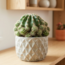 4 inch echinobivia rainbow bursts live succulent for sale, compact ball cactus form, ridged texture, pink flower display, low maintenance beauty, stunning home decor, thoughtful housewarming present