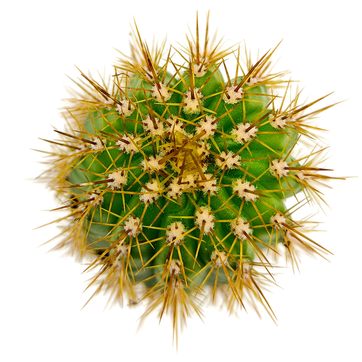 2 inch Echinopsis Huascha Red Torch Cactus, green succulents, indoor succulents, succulent care guide, buy succulents online