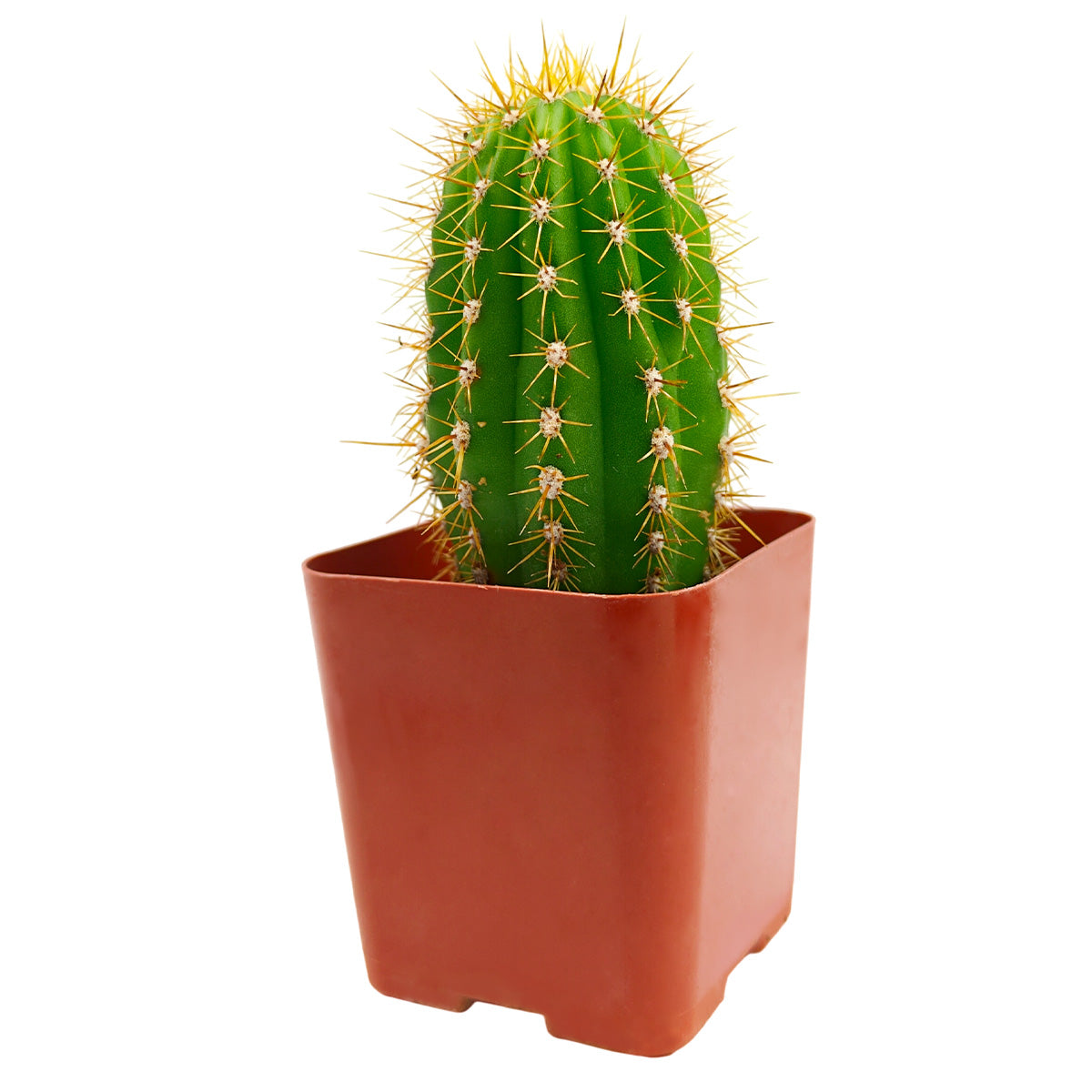 2 inch Echinopsis Huascha Red Torch Cactus, green succulents, indoor succulents, succulent care guide, buy succulents online
