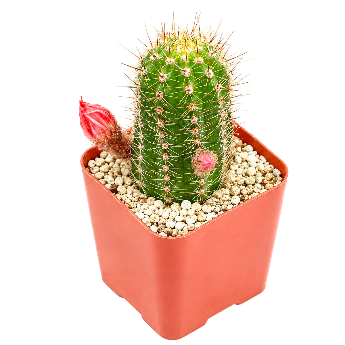 Echinopsis Huascha Red Torch Cactus