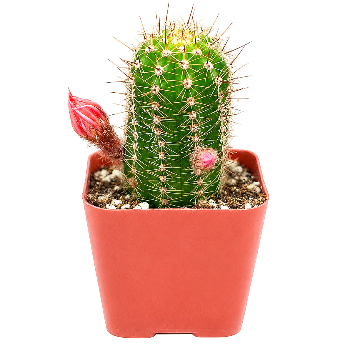 Echinopsis Huascha Red Torch Cactus