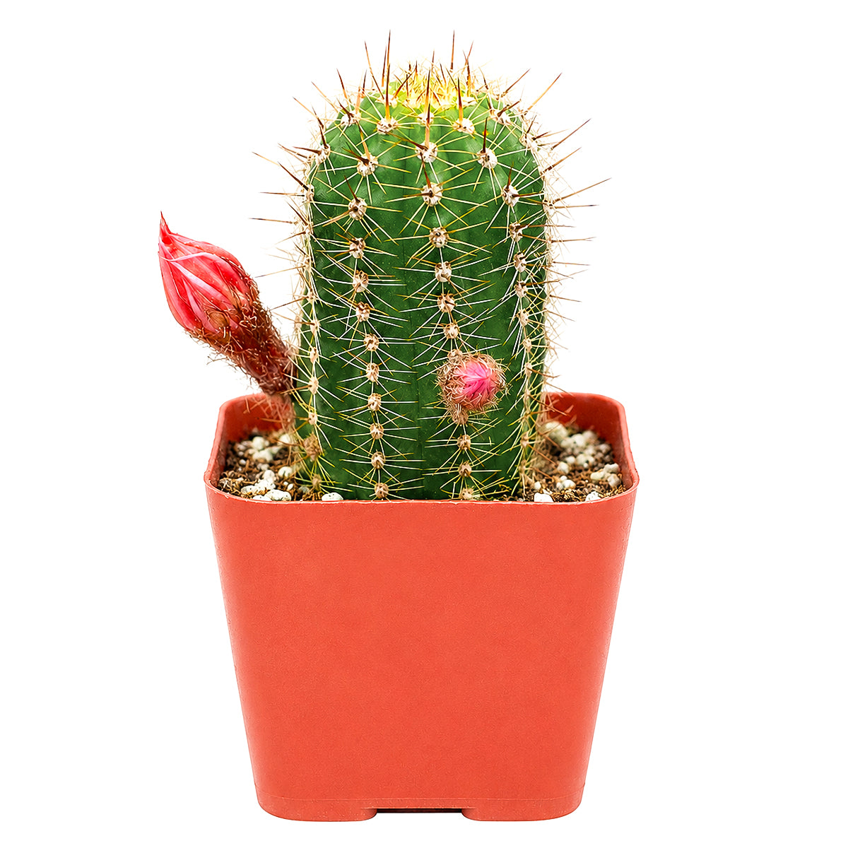 Echinopsis Huascha Red Torch Cactus