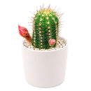 Echinopsis Huascha Red Torch Cactus