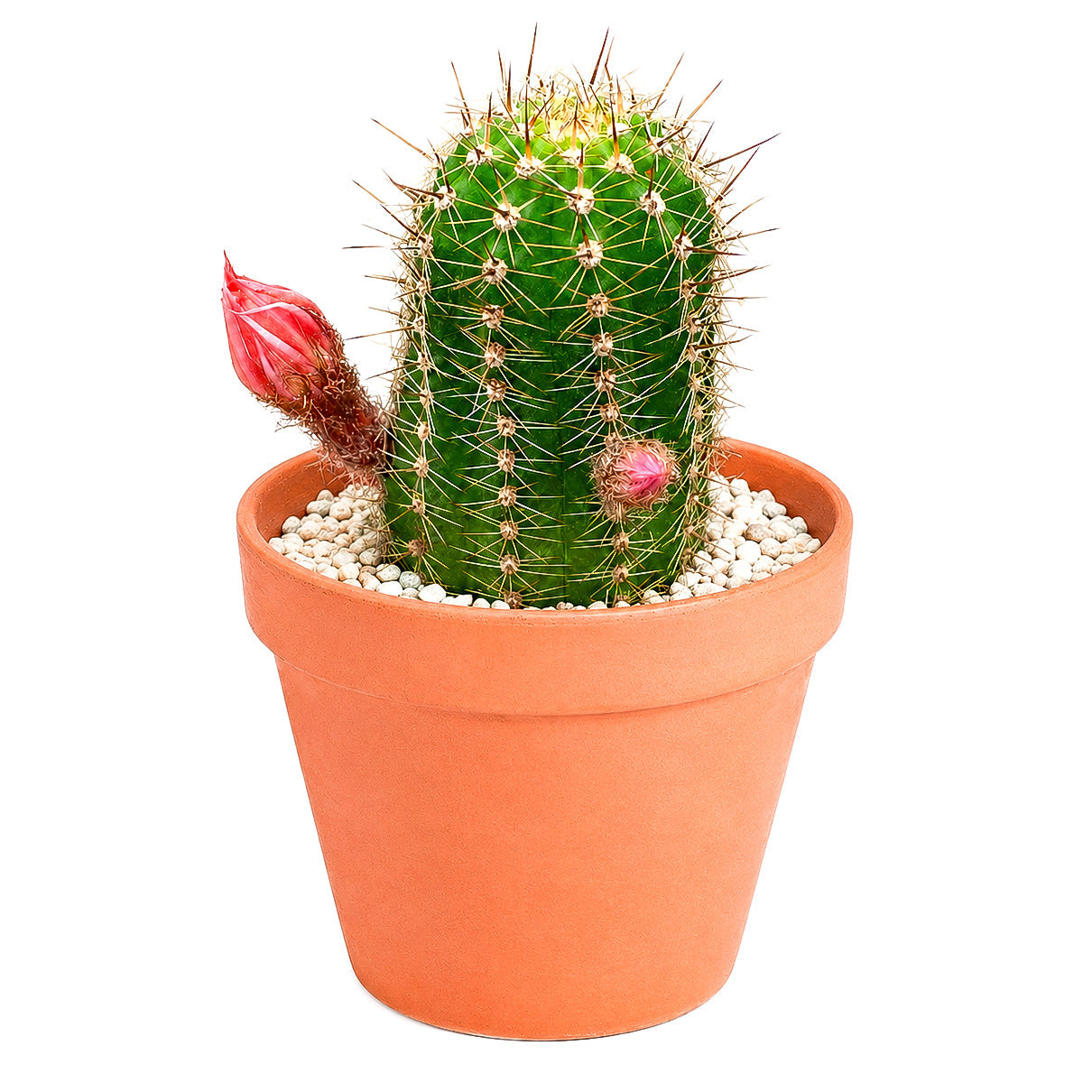 Echinopsis Huascha Red Torch Cactus