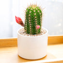 Echinopsis Huascha Red Torch Cactus