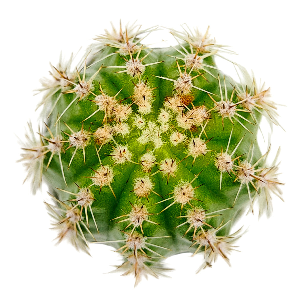 2 inch Echinopsis Huascha Red Torch Cactus, green succulents, indoor succulents, succulent care guide, buy succulents online