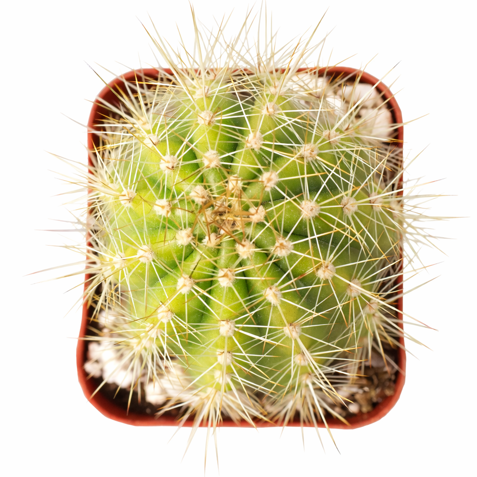 unique color succulents, drought-tolerant live plants