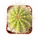 unique color succulents, drought-tolerant live plants