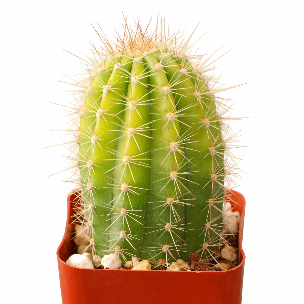 2 inch Echinopsis x huascha hybrid, colorful succulents, 2 inch indoor succulents for sale, buy Echinopsis x huascha hybrid online