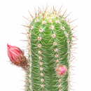 2 inch Echinopsis Huascha Red Torch Cactus, green succulents, indoor succulents, succulent care guide, buy succulents online