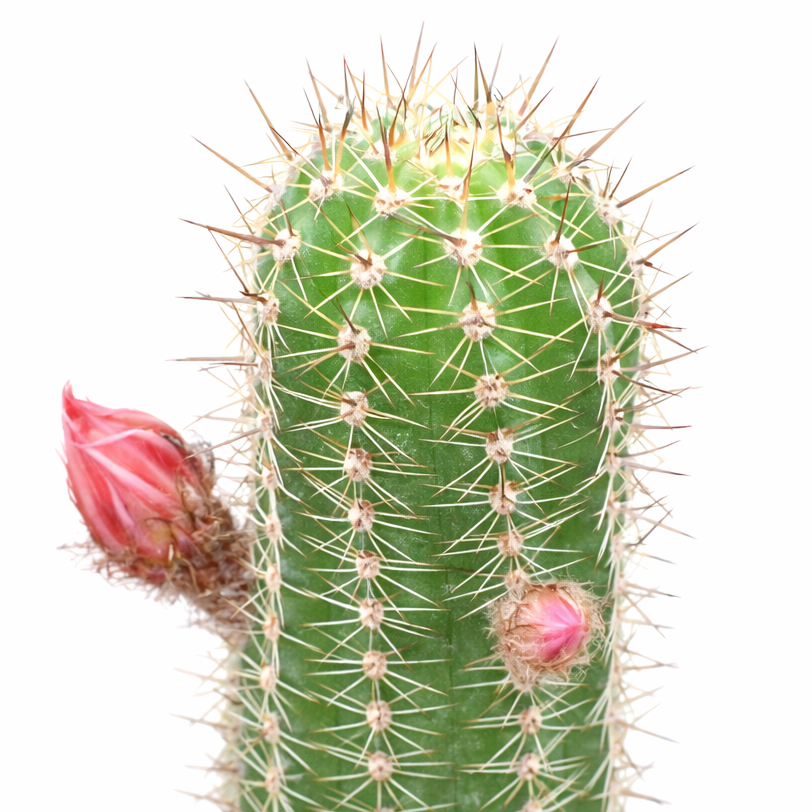 2 inch Echinopsis Huascha Red Torch Cactus, green succulents, indoor succulents, succulent care guide, buy succulents online