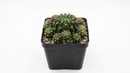 Custom plant pot with personalized image, personalized flower pot with live plant, custom photo plant pot, personalized planter with plant of your choice, custom printed ceramic planter, personalized succulent pot, custom image flower pot gift, custom photo planter for houseplants