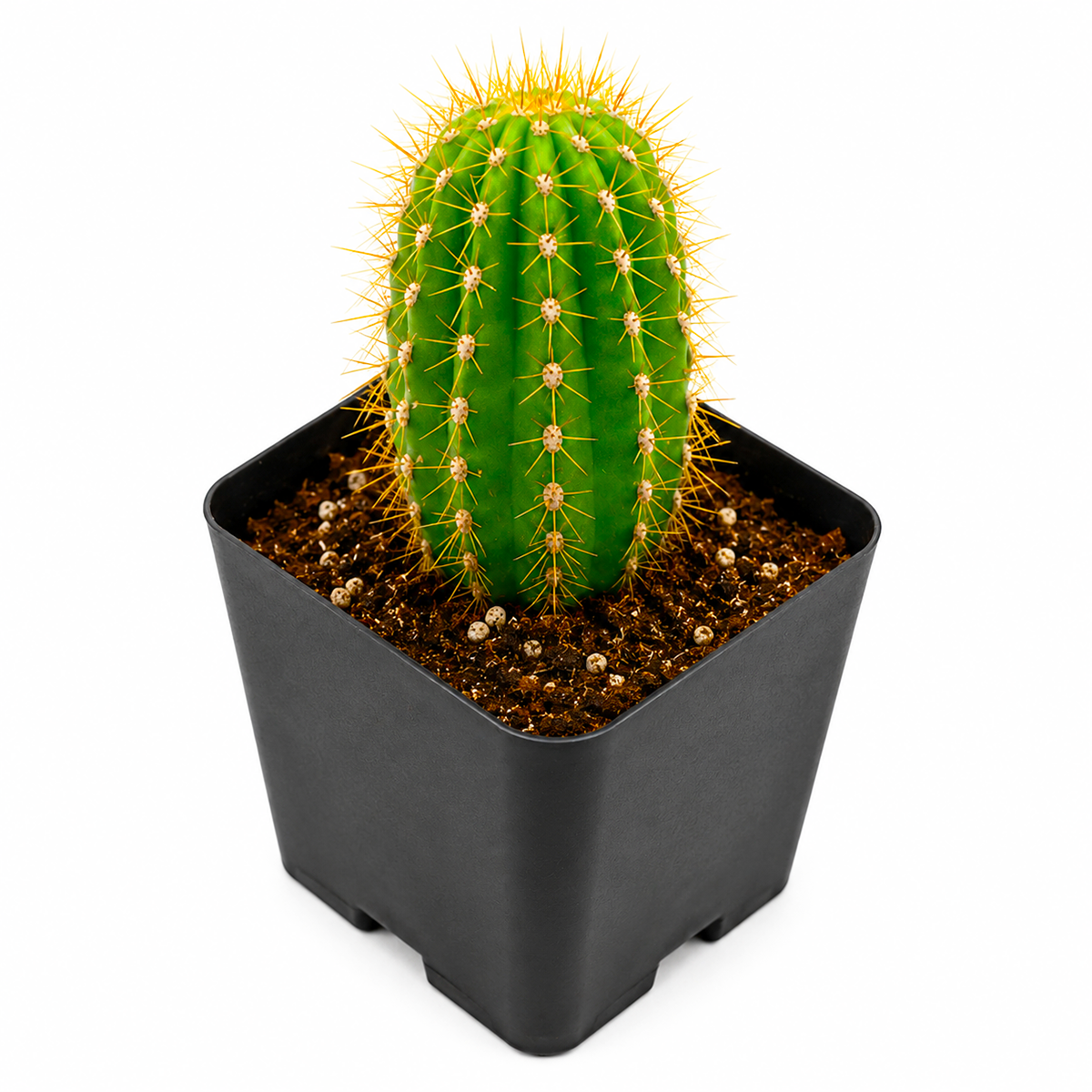 Buy Echinopsis Huascha Red Torch Cactus 2 inch online. This hardy cactus is prized for its sculptural form and vivid red blooms that attract attention when in flower. It grows well in bright light with minimal watering and fast-draining soil. A perfect choice for cactus lovers looking to expand their succulent collection.