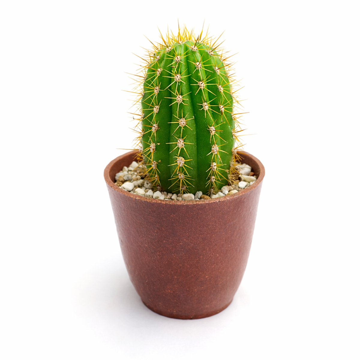 Buy Echinopsis Huascha Red Torch Cactus 2 inch online. This unique cactus is admired for its columnar growth and eye-catching red blossoms that appear in the warmer months. It requires bright light, well-draining soil, and infrequent watering to thrive. A wonderful addition to indoor succulent gardens and cactus collections.