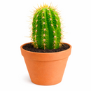 Buy Echinopsis Huascha Red Torch Cactus 2 inch online. This hardy cactus is prized for its sculptural form and vivid red blooms that attract attention when in flower. It grows well in bright light with minimal watering and fast-draining soil. A perfect choice for cactus lovers looking to expand their succulent collection.