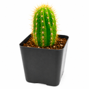 Buy Echinopsis Huascha Red Torch Cactus 2 inch online. This hardy cactus is prized for its sculptural form and vivid red blooms that attract attention when in flower. It grows well in bright light with minimal watering and fast-draining soil. A perfect choice for cactus lovers looking to expand their succulent collection.