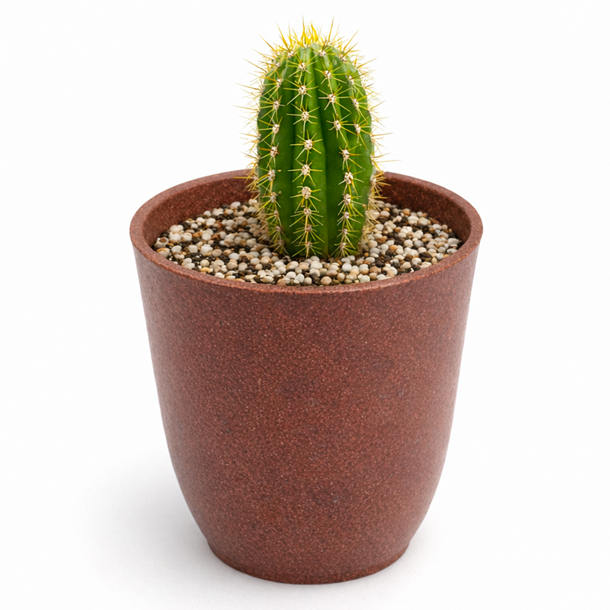 Buy Echinopsis Huascha Red Torch Cactus 2 inch online. Echinopsis Huascha Red Torch Cactus offers dramatic vertical growth and vibrant red blooms that stand out in any plant collection. It enjoys bright sunlight and well-draining soil while requiring very little water. This resilient cactus is a great choice for homes, offices, and succulent enthusiasts.