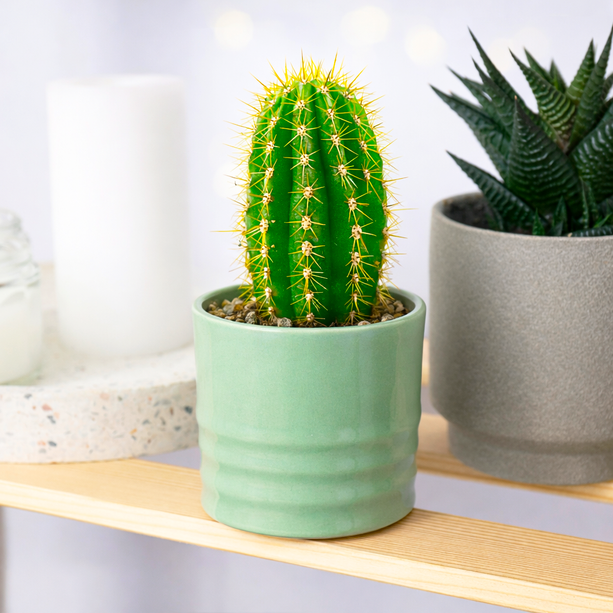 Buy Echinopsis Huascha Red Torch Cactus 2 inch online. Echinopsis Huascha Red Torch Cactus is a striking succulent known for its upright stems and brilliant red blooms during the flowering season. It thrives in bright sunlight and well-draining soil with minimal watering. This easy-care cactus is perfect for indoor collections, sunny windowsills, and desert plant displays.