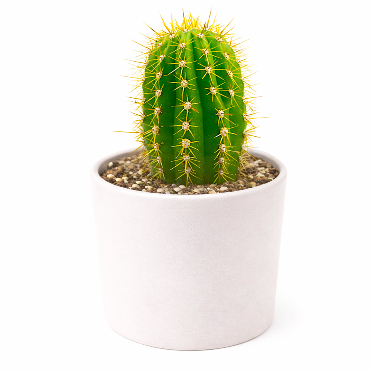 2 inch Echinopsis Huascha Red Torch Cactus for sale. Echinopsis Huascha Red Torch Cactus is a beautiful desert plant with ribbed stems and spectacular red flowers when mature. It prefers full sun, dry conditions, and soil with excellent drainage. This easy-care cactus brings texture and color to indoor and outdoor plant displays.
