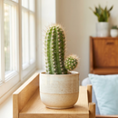 8-pack of 2" live plants for sale. Pick eight favorite plants and enjoy a variety of compact plants in 2" pots. Great for plant collections, gifting, decorating small spaces, and indoor gardening.