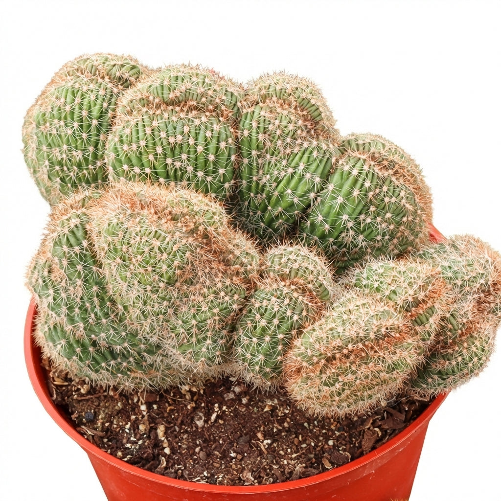 6  inch Echinopsis f. cristata - Caterpillar Cactus, green succulents, indoor outdoor succulents, succulent care guide, buy succulents online