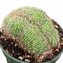 6  inch Echinopsis f. cristata - Caterpillar Cactus, green succulents, indoor outdoor succulents, succulent care guide, buy succulents online