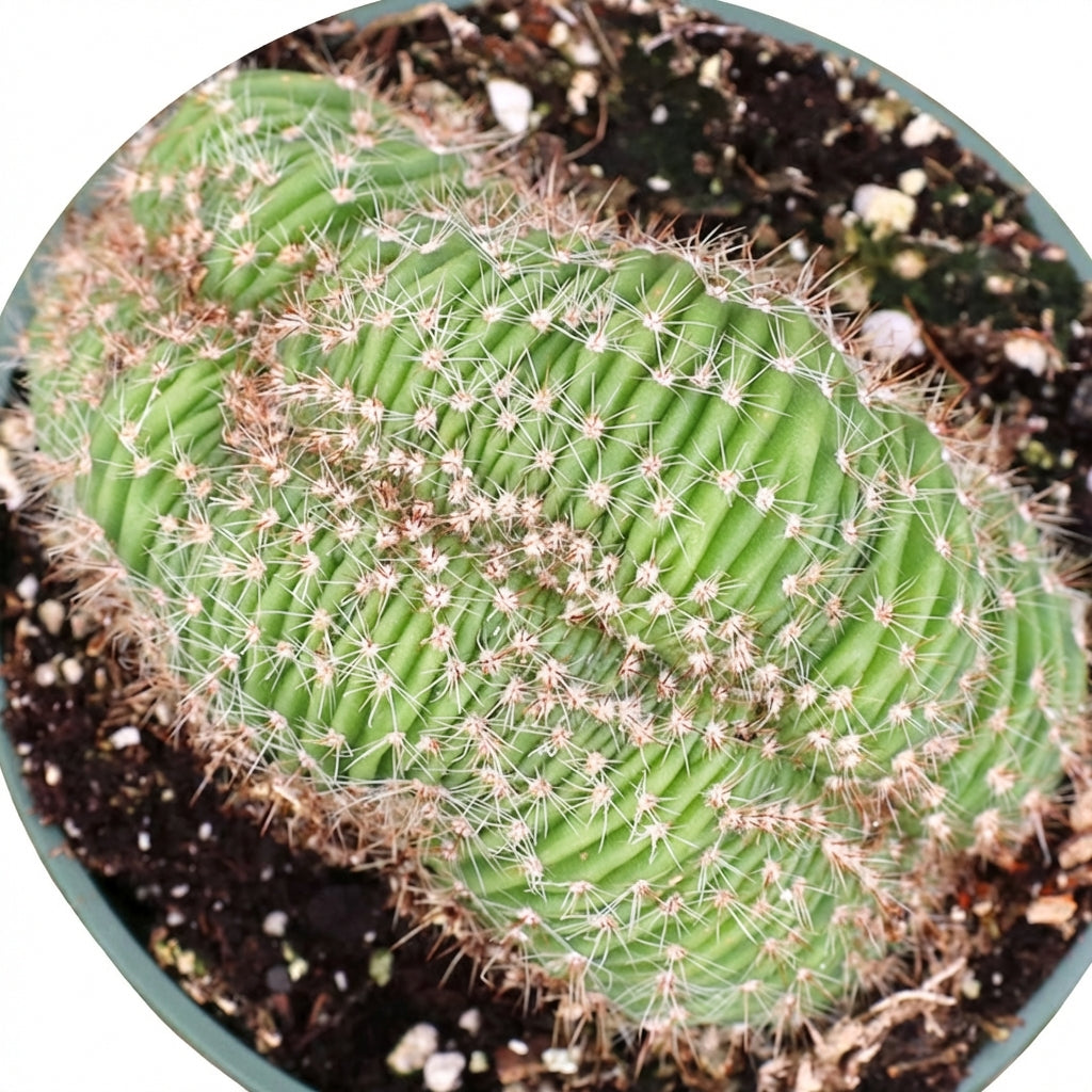 6  inch Echinopsis f. cristata - Caterpillar Cactus, green succulents, indoor outdoor succulents, succulent care guide, buy succulents online