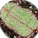 6  inch Echinopsis f. cristata - Caterpillar Cactus, green succulents, indoor outdoor succulents, succulent care guide, buy succulents online