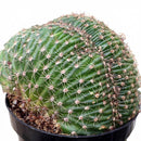6  inch Echinopsis f. cristata - Caterpillar Cactus, green succulents, indoor outdoor succulents, succulent care guide, buy succulents online