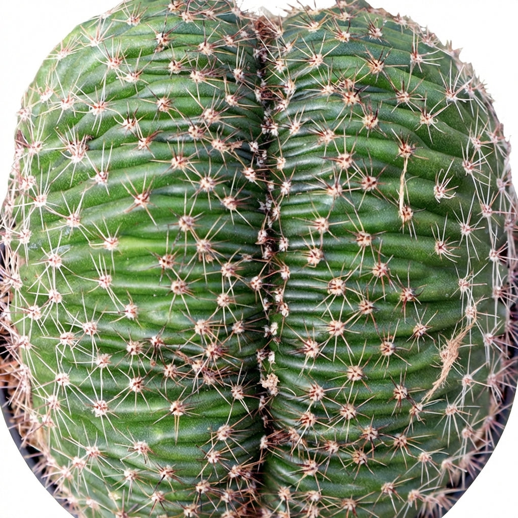 6  inch Echinopsis f. cristata - Caterpillar Cactus, green succulents, indoor outdoor succulents, succulent care guide, buy succulents online