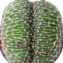 6  inch Echinopsis f. cristata - Caterpillar Cactus, green succulents, indoor outdoor succulents, succulent care guide, buy succulents online