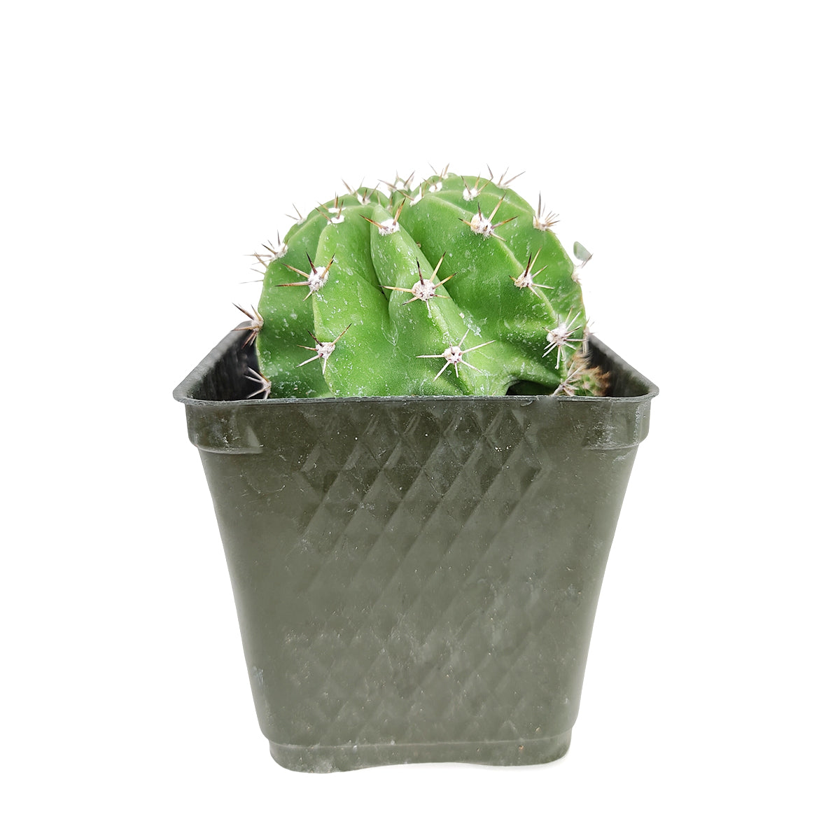 Echinopsis oxygona, Easter Lily Cactus, Succulent Gift Decoration, rare succulents for sale, cactus, cactus succulent, succulent cactus, cacti, cactus and succulents, succulents box, succulent shop, buy succulents online, buy Easter Lily Cactus online