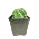 Succulent Gift Decoration, rare succulents for sale, cactus, cactus succulent, succulent cactus, cacti, cactus and succulents, succulents box, succulent shop, buy succulents online