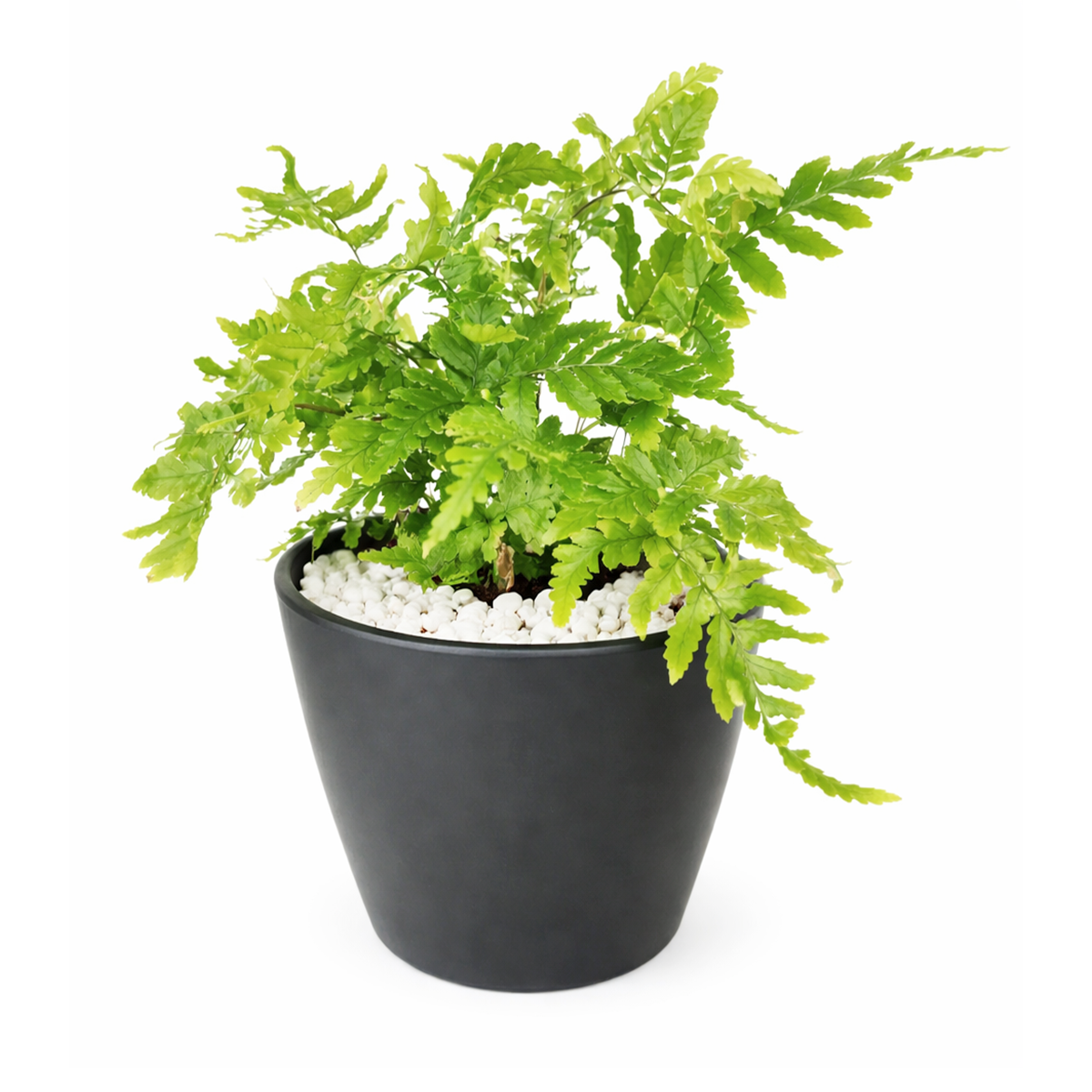 Autumn Fern, Dryopteris erythrosora, Japanese Shield Fern, Colorful Foliage Houseplants, Seasonal Ferns, Shady Houseplants, pest-free houseplant, best online nursery california