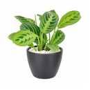 maranta lemon lime light, lemon lime maranta scientific name, maranta leuconeura lemon lime prayer plant, maranta lemon lime for sale, lemon lime maranta near me