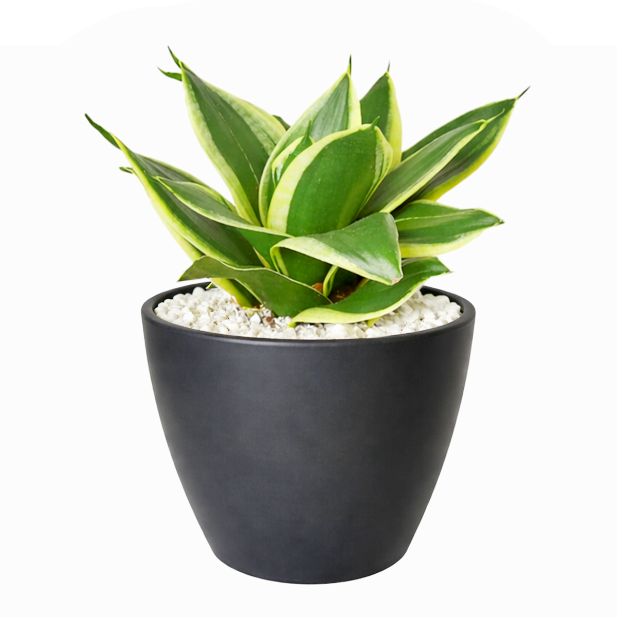 snake plant dark green leaves Snake Plant Sansevieria Black Gold Superba - Air-purifying Houseplants