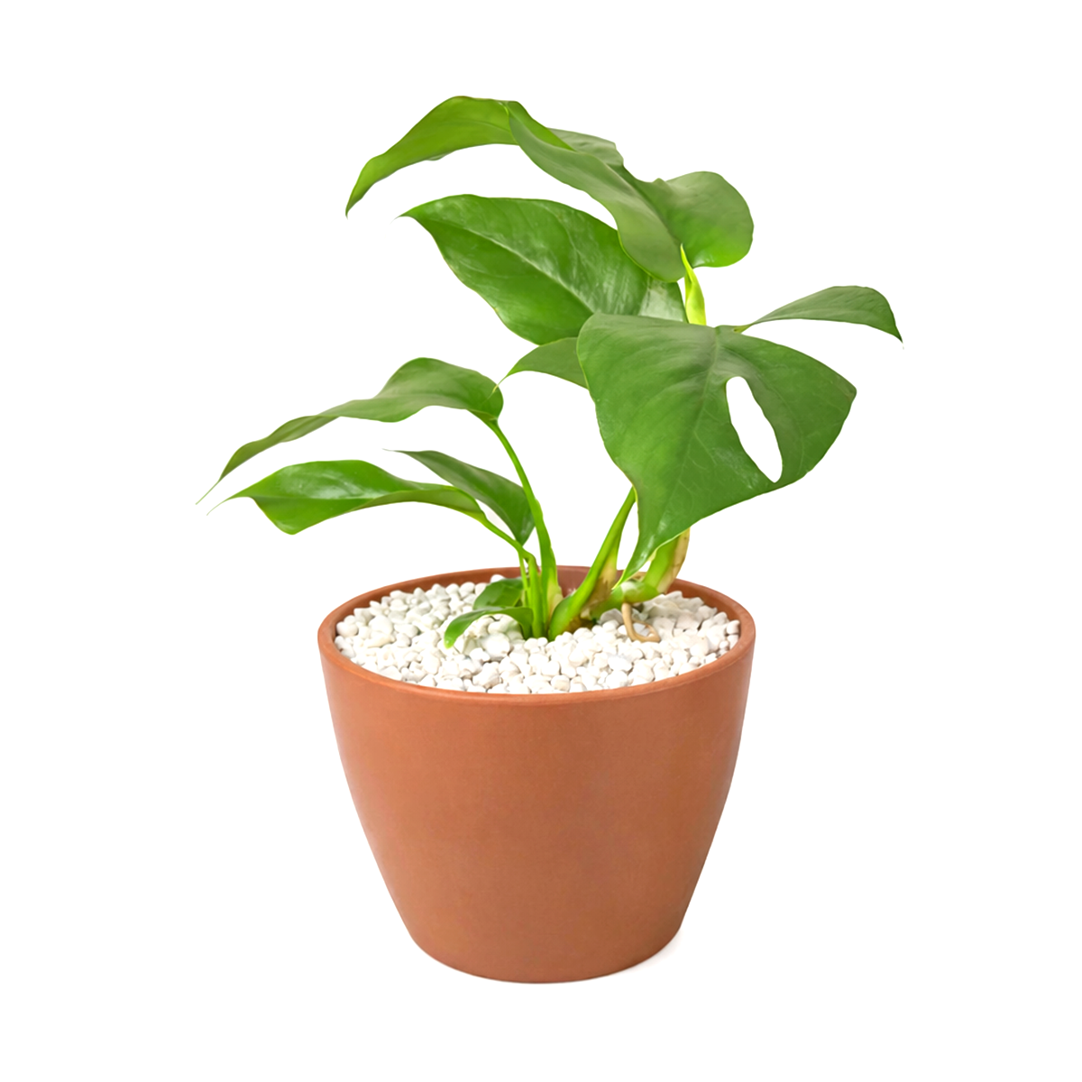 small monstera plant for sale Philodendron Mini Monstera Minima - Live Tropical Houseplants For Sale