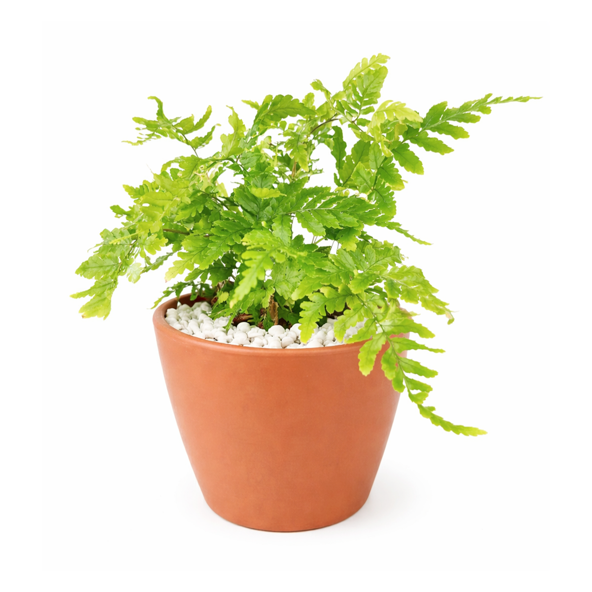 Autumn Fern, Dryopteris erythrosora, Japanese Shield Fern, Colorful Foliage Houseplants, Seasonal Ferns, Shady Houseplants, pest-free houseplant, best online nursery california