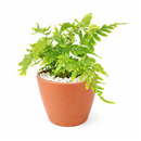 Autumn Fern, Dryopteris erythrosora, Japanese Shield Fern, Colorful Foliage Houseplants, Seasonal Ferns, Shady Houseplants, pest-free houseplant, best online nursery california