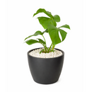Rhaphidophora Tetrasperma, Monstera Minima, Philodendron Piccolo, mini Monstera, plant with fenestrated leaves, easy care air-purifying plant for homes and offices
