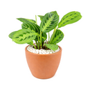 maranta lemon lime light, lemon lime maranta scientific name, maranta leuconeura lemon lime prayer plant, maranta lemon lime for sale, lemon lime maranta near me
