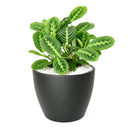maranta lemon lime light, lemon lime maranta scientific name, maranta leuconeura lemon lime prayer plant, maranta lemon lime for sale, lemon lime maranta near me