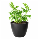 Rhaphidophora Tetrasperma, Monstera Minima, Philodendron Piccolo, mini Monstera, plant with fenestrated leaves, easy care air-purifying plant for homes and offices