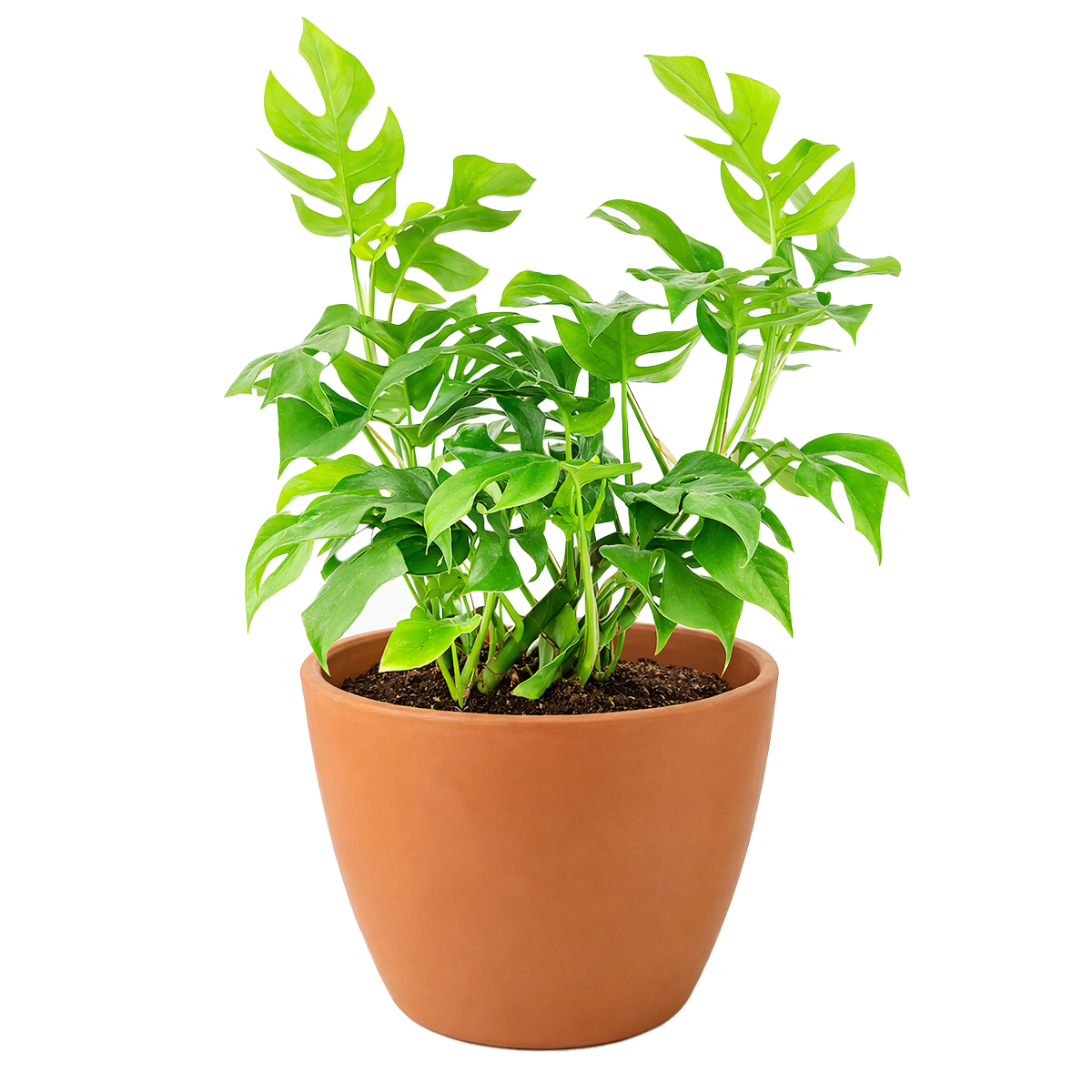 Rhaphidophora Tetrasperma, Monstera Minima, Philodendron Piccolo, mini Monstera, plant with fenestrated leaves, easy care air-purifying plant for homes and offices