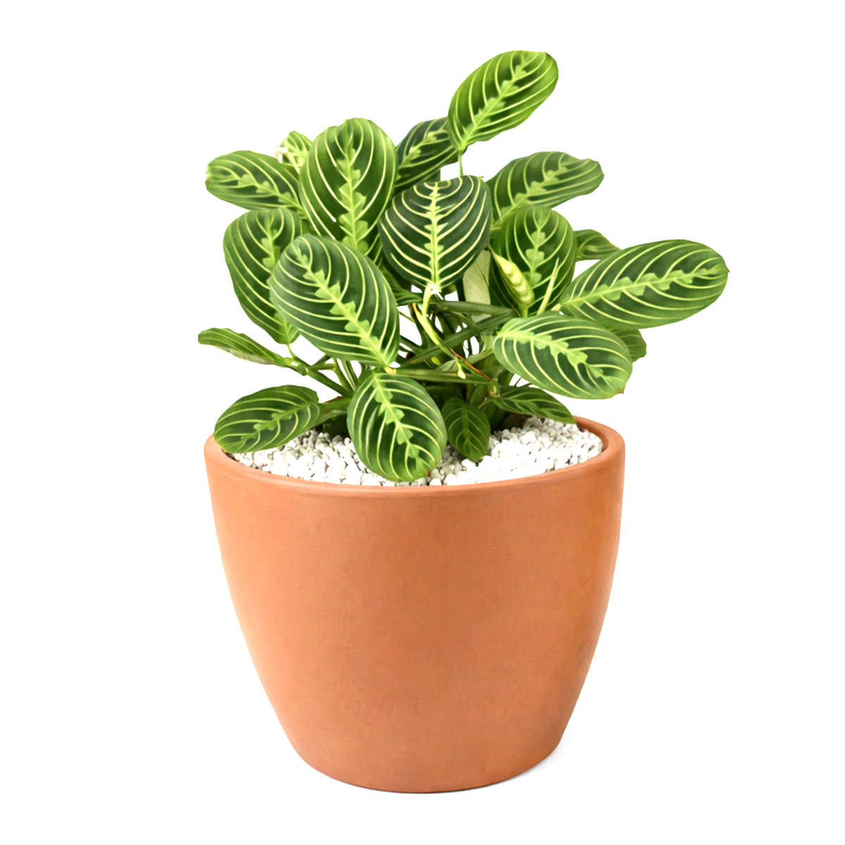 maranta lemon lime light, lemon lime maranta scientific name, maranta leuconeura lemon lime prayer plant, maranta lemon lime for sale, lemon lime maranta near me