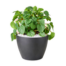 Peperomia Rana Verde, Ripple Peperomia, semi-succulent houseplant, easy to care for houseplant for beginners