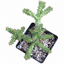 buy edithcolea grandis persian carpet flower cactus live cactus bare root online, prostrate spreading growth form, pale yellow base with reddish brown spotted star bloom, grey-green to bronze toned branching stems, low humidity drought tolerant perennial succulent, architectural accent for desert or succulent garden display, rare monotypic genus gift for serious collectors
