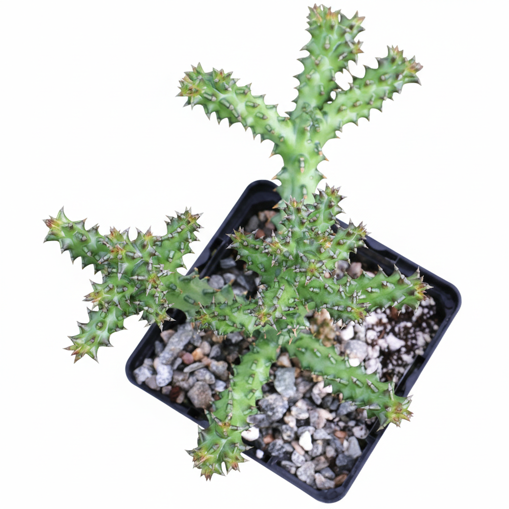 4 inch edithcolea grandis persian carpet flower cactus live cactus for sale, bare root with firm succulent angular stems, intricate persian carpet patterned flower, slow-growing arid climate succulent, sharp tooth-like tubercles along ridged stems, bold sculptural statement plant for sunny windowsill, rare collector plant gift for succulent lovers