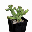 buy edithcolea grandis persian carpet flower cactus live cactus bare root online, prostrate spreading growth form, pale yellow base with reddish brown spotted star bloom, grey-green to bronze toned branching stems, low humidity drought tolerant perennial succulent, architectural accent for desert or succulent garden display, rare monotypic genus gift for serious collectors